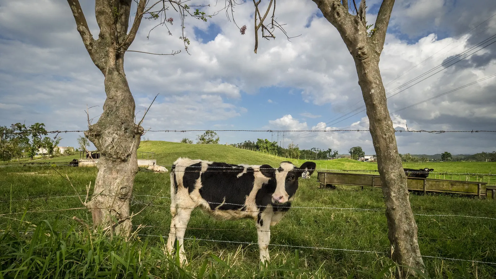A cow in a green Puerto Rico pasture.