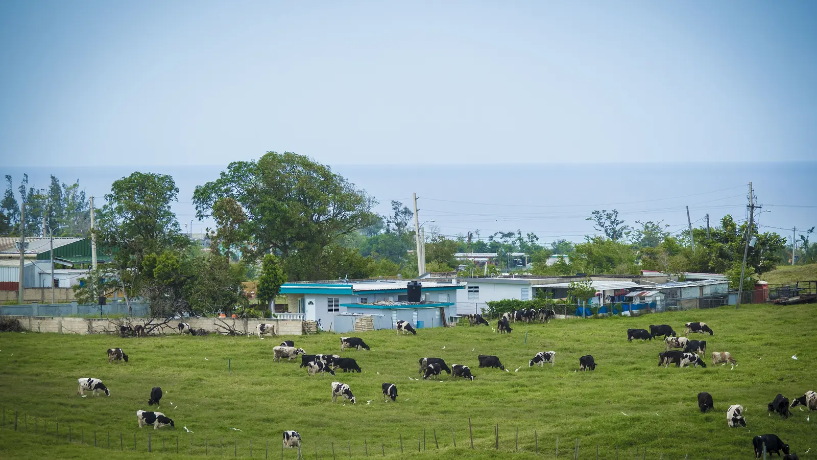 Cattle grazing on green pasture above the north coast of Puerto Rico.